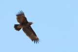 Greater Spotted Eagle (Aquila clanga) 