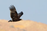 Greater Spotted Eagle (Aquila clanga) 