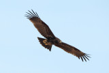 Greater Spotted Eagle (Aquila clanga) 