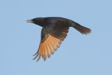 Tristrams Starling (Onychognathus tristramii) 