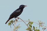 Tristrams Starling (Onychognathus tristramii) 