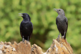 Tristrams Grackle (Onychognathus tristramii) 