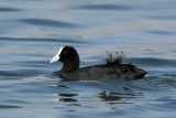 Red-knobbed Coot or Crested Coot, (Fulica cristata)