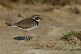 Ringed Plover (Charadrius hiaticula)