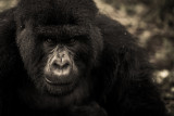 gorilla 5.jpg