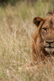Lion Tracking in Queen Elizabeth National Park, Uganda