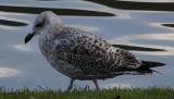 Zilvermeeuw / Herring Gull / Larus argentatus