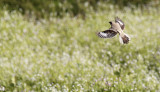 Steppeklapekster / Steppe Grey Shrike / Lanius pallidirostris