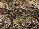 Steppeklapekster / Steppe Grey Shrike / Lanius pallidirostris