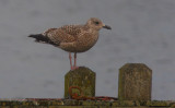 Zilvermeeuw / Herring Gull / Larus a. argentatus