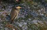 Blauwe Reiger / Grey Heron / Ardea cinerea