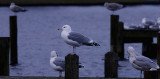 Pontische Meeuw / Caspian Gull / Larus cachinnans