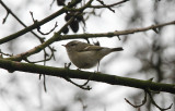 Humes Bladkoning / Humes Warbler / Phylloscopus humei