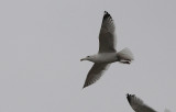 Pontische Meeuw / Caspian Gull / Larus cachinnans