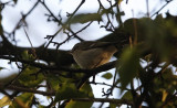 Humes Bladkoning / Hume's Warbler / Phylloscopus humei