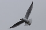 Zilvermeeuw / Herring Gull / Larus a. argentatus