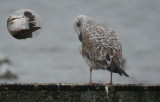 Geelpootmeeuw / Yellow-legged Gull / Larus michahellis