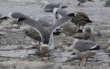 Zilvermeeuw / Herring Gull / Larus a. argentatus