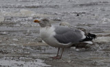 Zilvermeeuw / Herring Gull / Larus a. argentatus