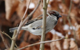 Huismus / House Sparrow / Passer domesticus