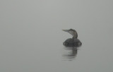 Geelsnavelduiker / White-billed Diver / Gavia adamsii