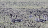 Taigarietgans / Taiga Bean Goose / Anser fabalis