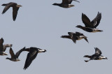 Roodhalsgans / Red-breasted Goose / Branta ruficollis