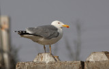 Zilvermeeuw / Herring Gull / Larus a. argentatus