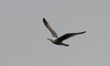 Zilvermeeuw / Herring Gull / Larus a. argentatus