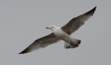 Zilvermeeuw / Herring Gull / Larus a. argentatus