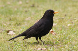 Merel / Common Blackbird / Turdus merula