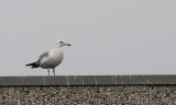 Zilvermeeuw / Herring Gull / Larus a. argentatus