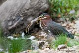 Green Heron