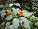  Impatiens kilimanjari