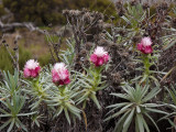 IMG_2551wp750.jpg