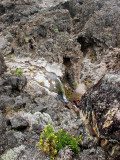 one of the many streams