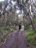 coming back into the forest zone
