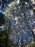 high canopy
