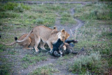 _MG_0385wp750.jpg