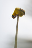 Lesser Masked Weaver