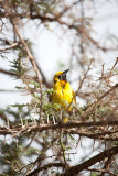 Lesser Masked Weaver