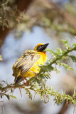 Lesser Masked Weaver