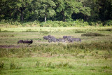 Zebras and Buffalo