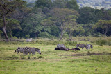 Zebras and Buffalo