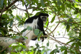Colobos Monkey