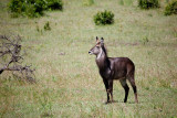 Waterbuck