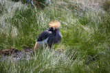 Crowned Crane