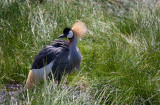 Crowned Crane