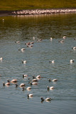 Pink Flamingos