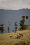 Zebras on the slopes of the Crater
